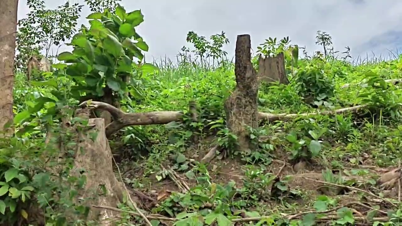 ত্রিপুরা খবর
