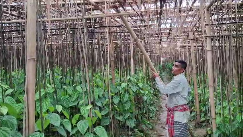  ব্যাপক ক্ষয়ক্ষতির মুখে পড়েছে এলাকার একাধিক পানবাগান। 